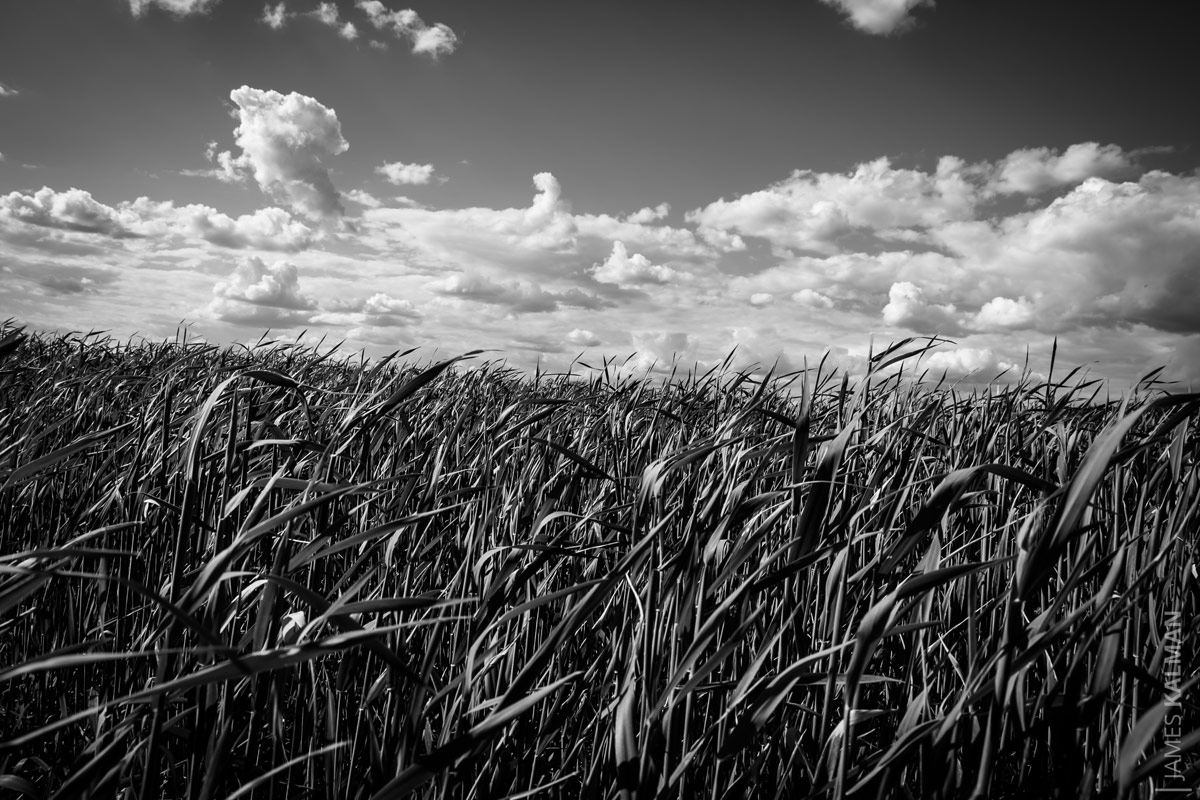corn-field_009